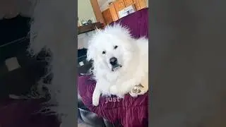 Dogs being idiots part 248: Great Pyrenees 🤣🐕 #funnydog #funnypet #cutedog #dog #pets #shorts