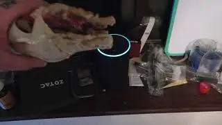 Amazon Echo Alexa Gordon Ramsay Food Criticism