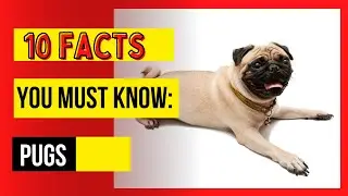 10 Fun Facts You Must Know About Pugs (10 FUN FACTS)