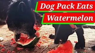 Dogs vs. Watermelon: A Hilarious Pack Feeding Frenzy! 🍉