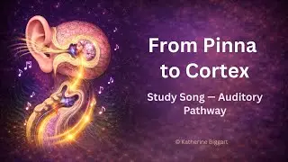 From Pinna to Cortex (Study Song - Auditory Pathway)