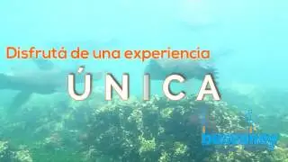 Snorkel y Buceo con Lobos Marinos