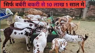Patel Barbari Goat Farm in Varanasi uttarpradesh | Barbari goat Available for sale | #barbari #goat