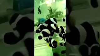 Black Clown Fish #short #shortsvideo #black  #clownfish #fishtank #fish #aquarium #pet #marinefish