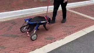 Video of adoptable pet named Pru (special needs)