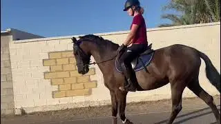 Cheval &agrave; vendre - exceptionnelle jument PRE dressage poulini&egrave;re agr&eacute;e - equirodi.com