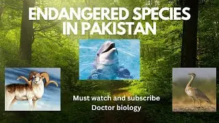 Endangered species in Pakistan|| Indus dolphin,Houbara bustard,Marco polo sheep