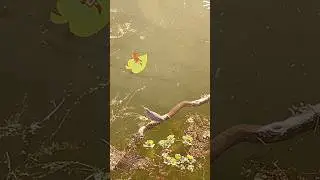 Can you see the turtle #animation #anime #animatic #originacharacter #animationmeme