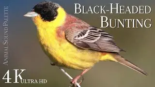 BIRD SOUNDS * Black-Headed Bunting (Emberiza Melanocephala)  * Animal Sounds Palette * 4K Ultra HD