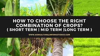 How to choose the right combination of crops? Short term crops | Mid term crops| Long Term crops