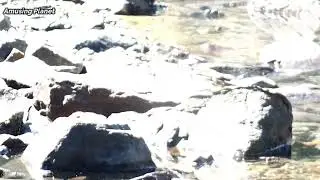 Citrine wagtail (Motacilla citreola) / Wagtail species / Wagtail Bird / Yellow Wagtail