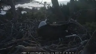 Morning conversation, Shadow sees two eggs for the first time and protects them from ravens FOBBVCAM