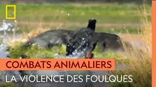 Impressionnant combat entre deux foulques g&eacute;antes