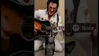 Tucker and Elvis singing together! #ai  #funny #chihuahua #elvis