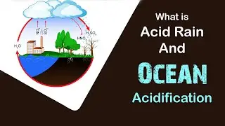 What is acid rain