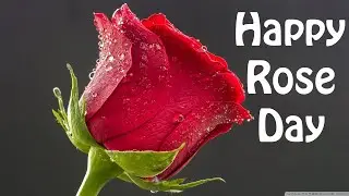 Beautiful Rose Day Shayari 2020 in hindi and english | Whatsapp status