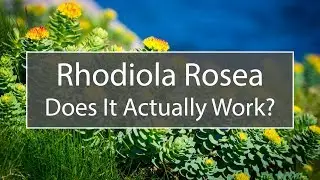 Rhodiola Rosea - Supplements That Actually Work: Episode #1