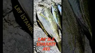 LRF İLR İZMARİT AVI |SİLİKON İLE ALINDI  | istmarina #lrf #fishing #fish #balık #ajing kupez avı