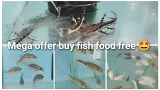 Unboxing new fishes today buy fish food free and lot buy Oscar fish free 🤩 🔥🔥🔥#gvpetshop