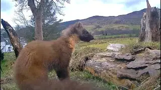 Pine Marten Wildlife Photography Hide Scotland