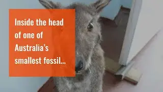 Inside the head of one of Australia&rsquo;s smallest fossil crocs