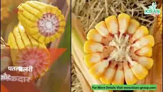 RMH-9999 (CRYSTAL MAIZE SEED)