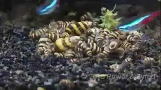 Assassin snails