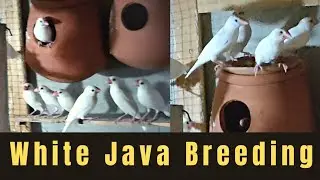 White Java Sparrow Birds Breeding Season About To Start