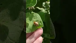 Colorado potato beetle 🤬 #LeptinotarsaDecemlineata #Leptinotarsa #decemlineata