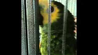 Papagaai koko