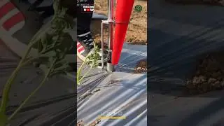 Amazing Manual Vegetable Planting Tool