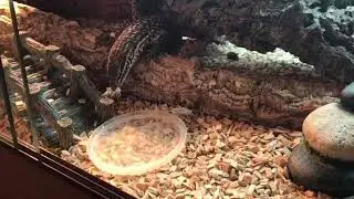 Red Ackies  (Spiney Tail Monitors) feeding time