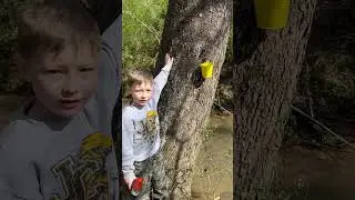 Making syrup from a sycamore