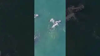 Ultimate Whale Watching Adventure: Up Close with Ocean Giants!