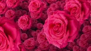 No Copyright Rose Flowers Animation Wedding Motion Background Video Effects HD