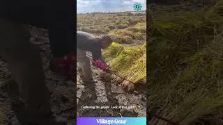 Real Life Farming Sim! 🔥 Satisfying Rice Cutting ASMR! #oddlysatisfying #asmr #farming #harvest