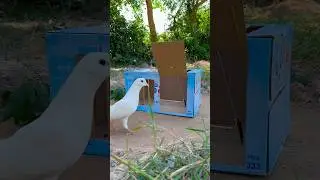 Really nice ! quick pigeon trap using cardboard box #shorts