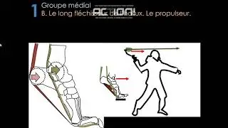 TENDONS DU PIED ET DE LA CHEVILLE JFR