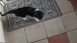 Laliari Round-a-Bout and tumble