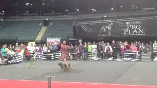 Polina Ilina and Berger Pyrenees HardyHeart 1st place. Танцы с собаками