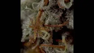 Getting Really Close Up to Cannabis  #cannabisart #macrophotography