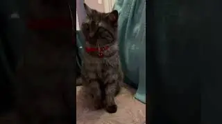 #shortsclip #youtube #shortscookingvideo #youtuberlikes #shortstiktok #youtubeshorts #catvideos #cat