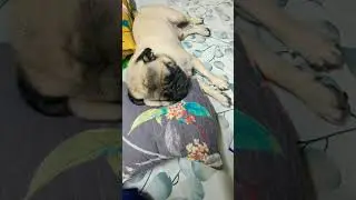 #simba #cute #cutedog #cutebaby #pug #puglife #pugongbyahero #beautiful