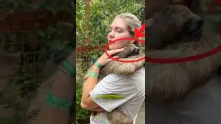 This Sloth Hug Will Melt Your Heart ❤️🦥