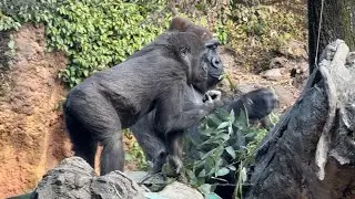 gorilla ママとご飯を食べるスモモ【2025年‎12月19日】【上野動物園】ゴリラ💗