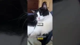 Почему кот может прыгать в случайные места?