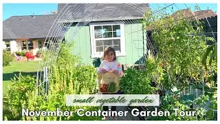 November Container Garden Tour | Small Vegetable Garden | Texas Gardening