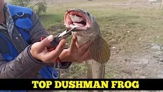 Big Snakehead Fishing With  Dushman Frog by Angler Azam