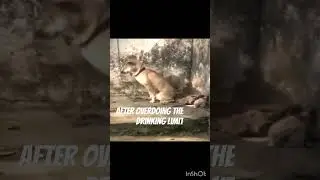 Dogfallfunnyvideo#overthelimitalcohol#knowyourlimits #dogfunnyvideo#dogfallingduetosleep