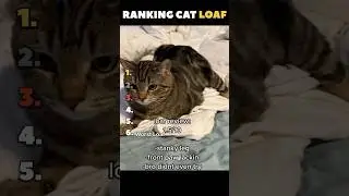 Ranking Cat Loafs 🍞